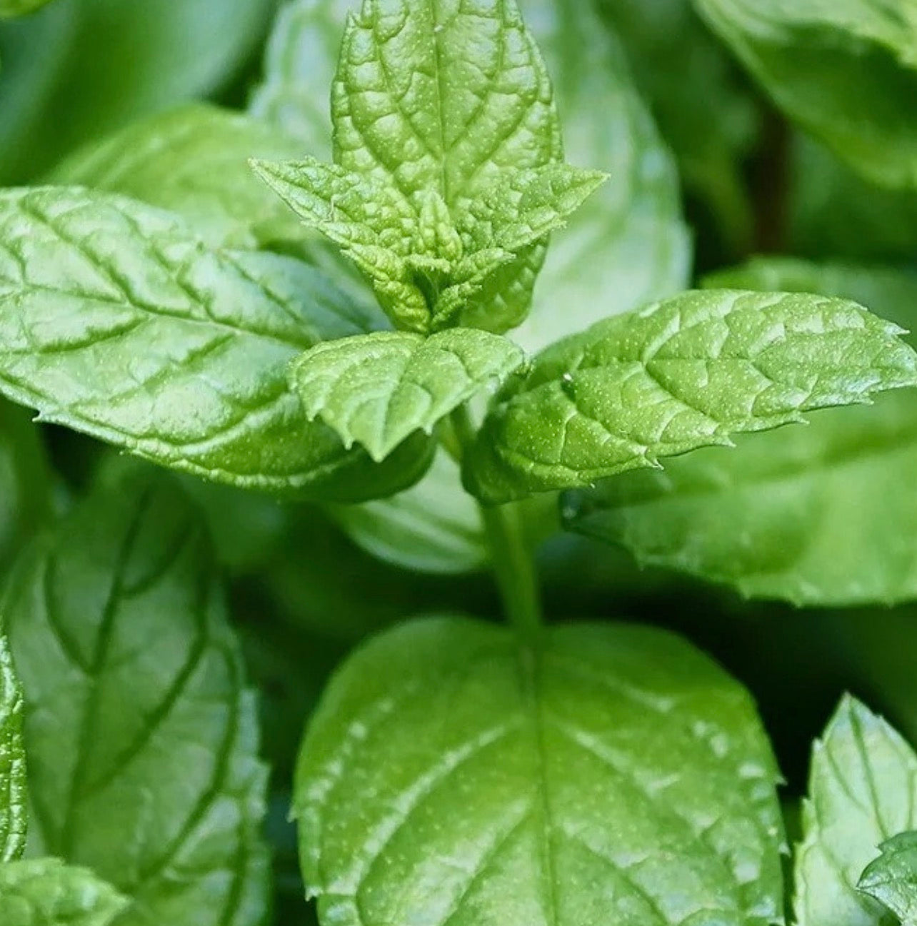Feuilles de menthe Guadeloupe 100 grammes
