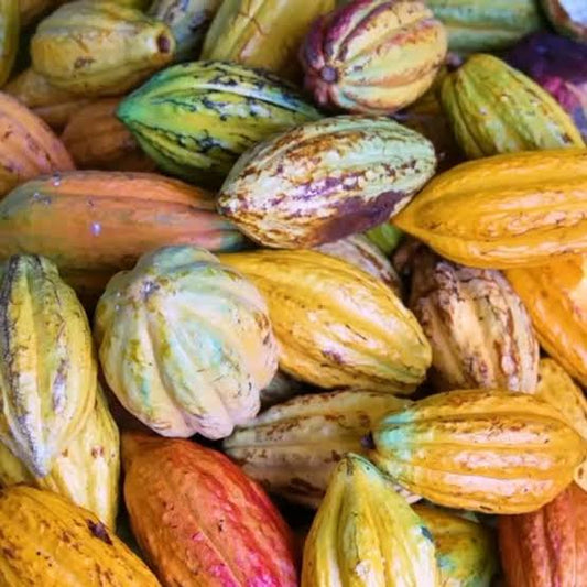 CABOSSE CACAO GUADELOUPE