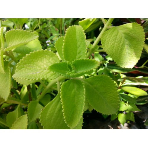 Plante Gros thym 100 grammes