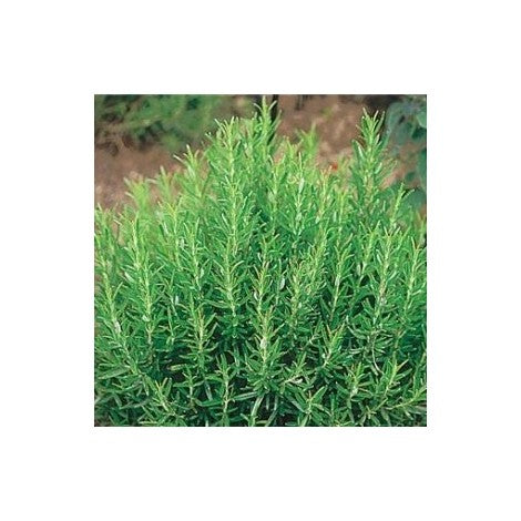 Plante Romarin 100 grammes