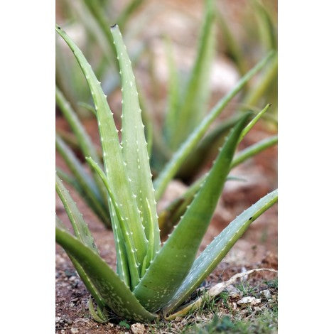Plante Aloé vera 100 grammes