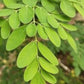 Feuilles et graine de Moringa 100 grammes