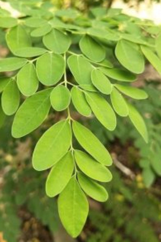 Feuilles et graine de Moringa 100 grammes