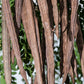 Feuilles et graine de Moringa 100 grammes