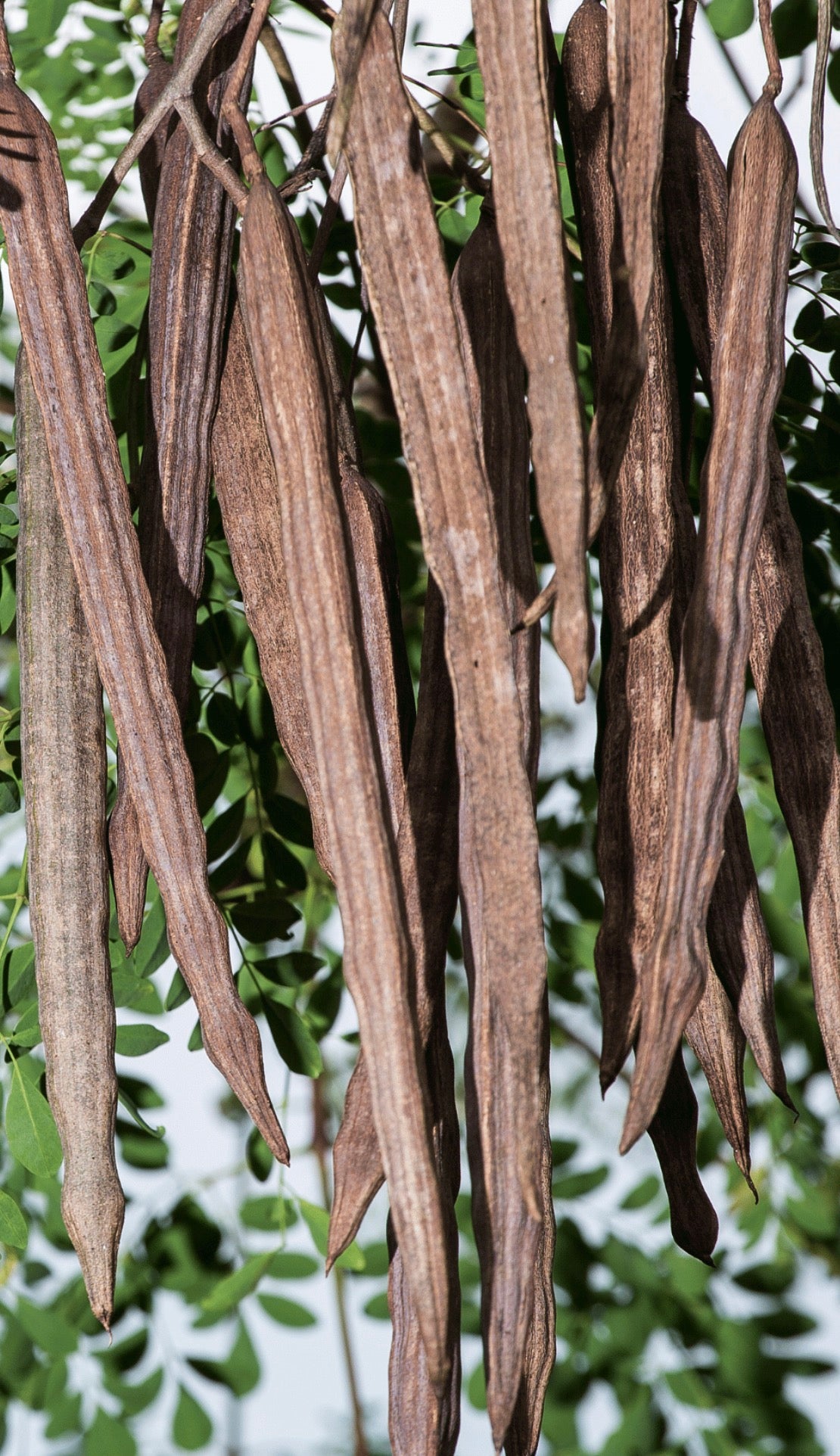 Feuilles et graine de Moringa 100 grammes
