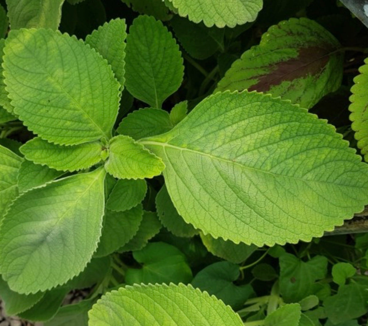 Feuilles de Doliprane 100 grammes