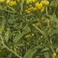 Feuille Herbe à pic 100 grammes