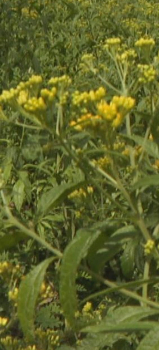 Feuille Herbe à pic 100 grammes
