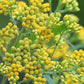 Feuille Herbe à pic 100 grammes