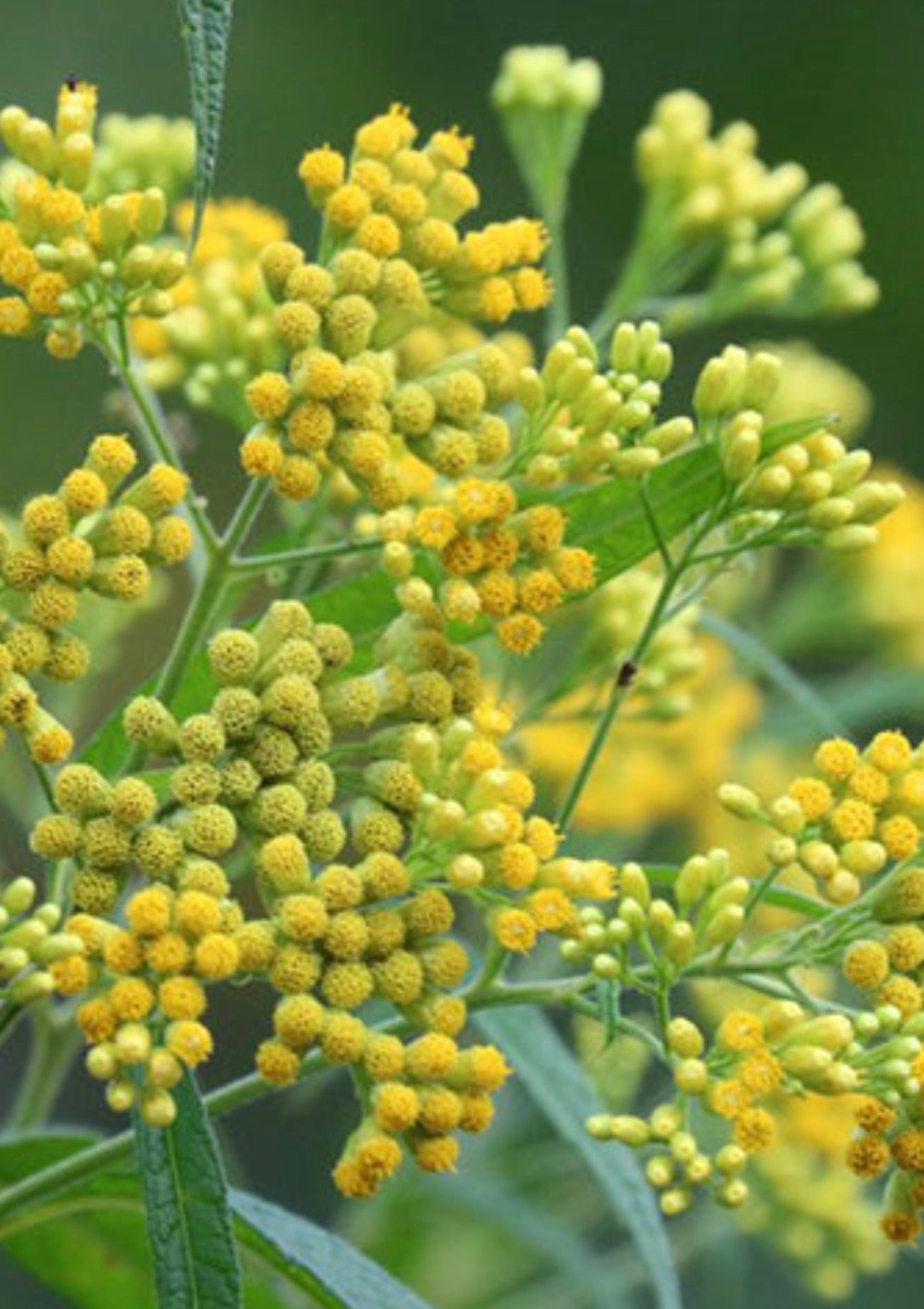 Feuille Herbe à pic 100 grammes