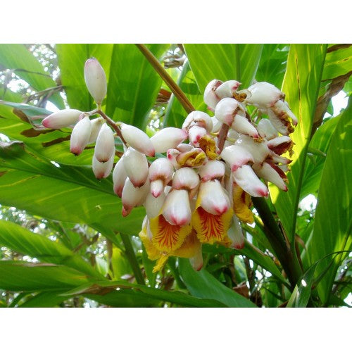 Feuilles et fleurs ATOUMO 100 grammes