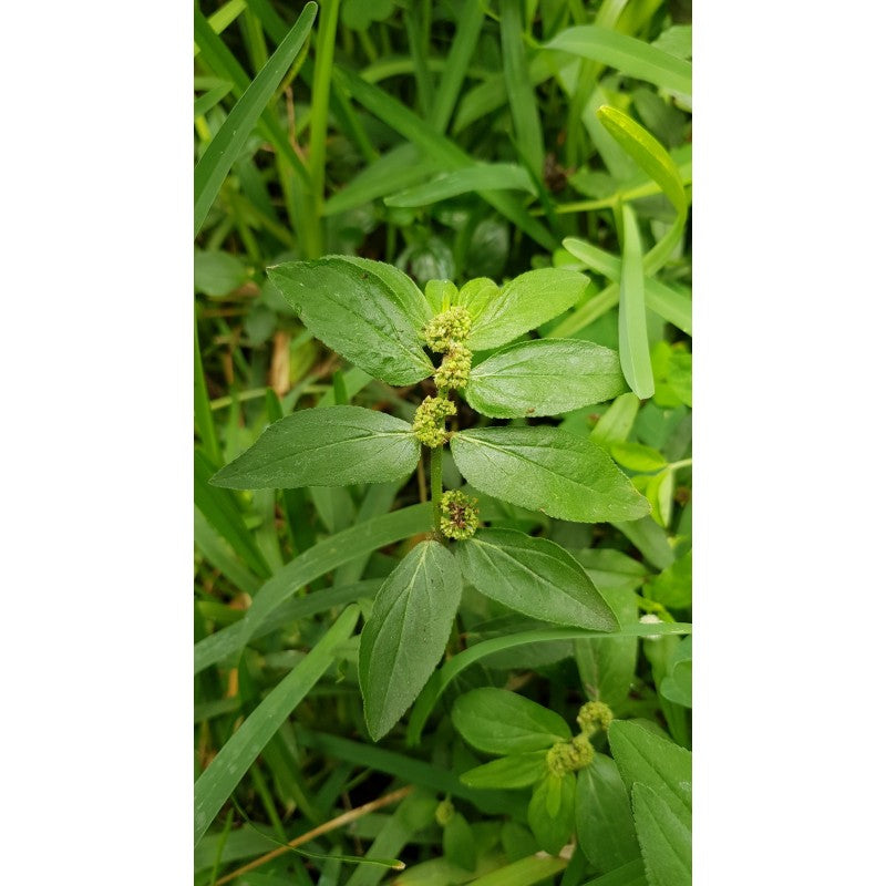 Herbe Malnommée 100 grammes